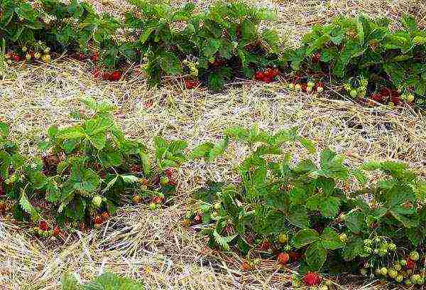 pagtatanim ng strawberry at pangangalaga sa bukas na bukid sa siberia