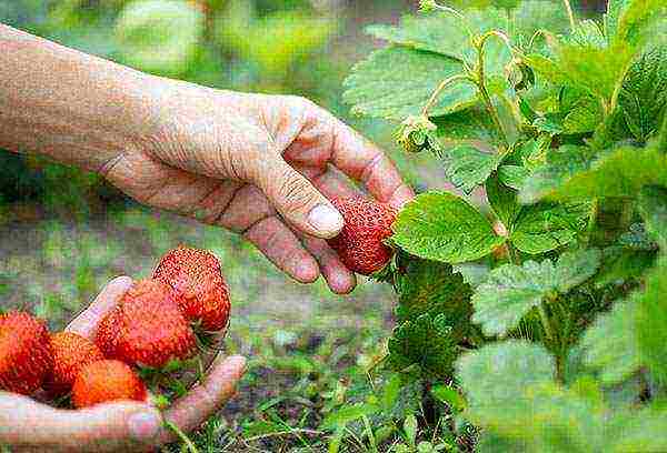 pagtatanim ng strawberry at pangangalaga sa bukas na bukid sa siberia