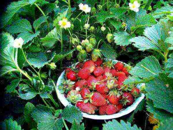 pagtatanim ng strawberry at pangangalaga sa bukas na bukid sa siberia