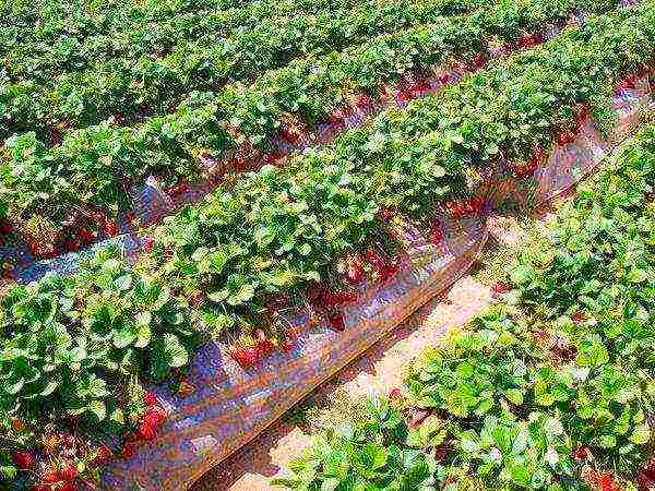 strawberry planting and care in the open field in siberia