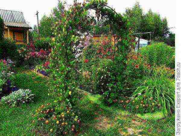 kobei planting and care in the open field in the urals