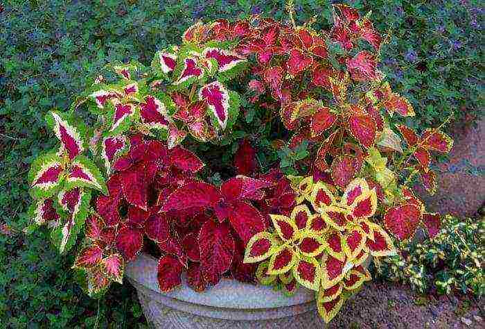 coleus planting and care in the open field landscape design