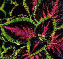 coleus planting and care in the open field landscape design