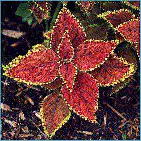 coleus การปลูกและดูแลการออกแบบภูมิทัศน์ในทุ่งโล่ง