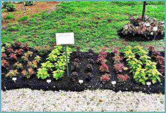 coleus planting and care in the open field landscape design