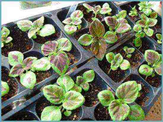 coleus planting and care in the open field landscape design