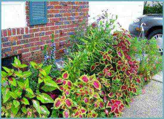 coleus planting and care in the open field landscape design