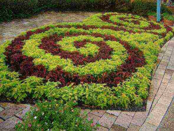 coleus planting and care in the open field landscape design