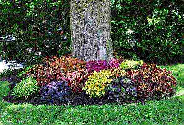 coleus planting and care in the open field landscape design