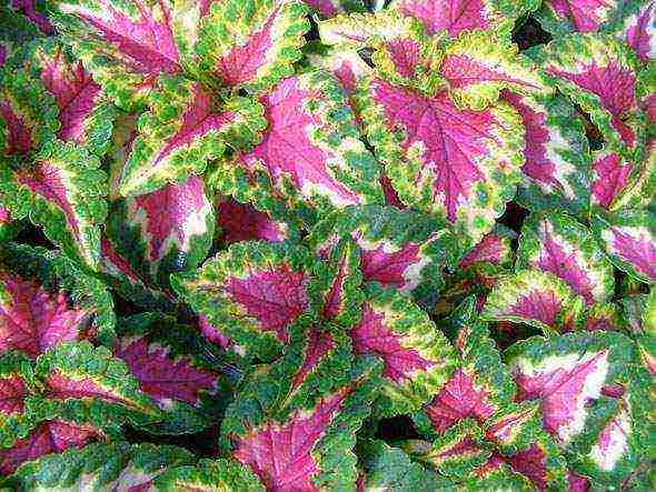 coleus การปลูกและดูแลการออกแบบภูมิทัศน์ในทุ่งโล่ง