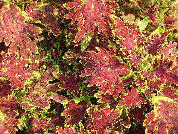 coleus planting and care in the open field landscape design