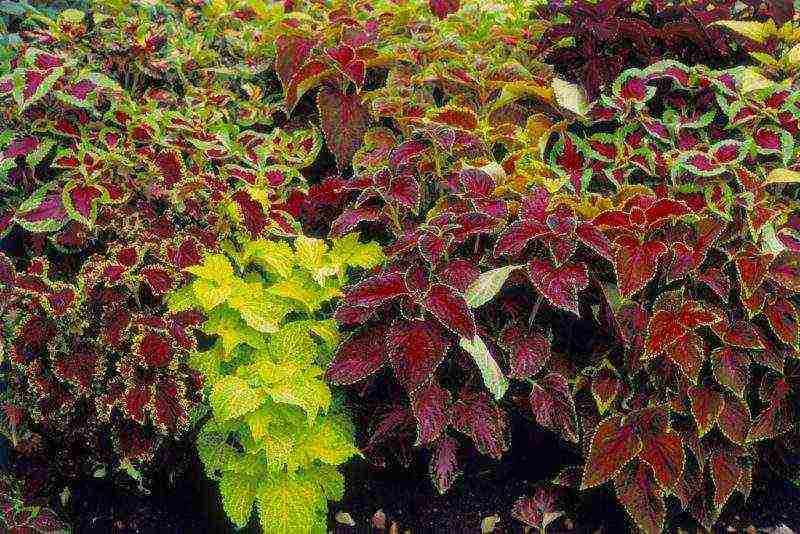 coleus การปลูกและดูแลการออกแบบภูมิทัศน์ในทุ่งโล่ง