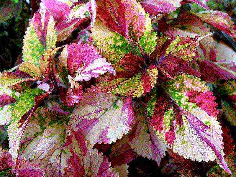 coleus การปลูกและดูแลการออกแบบภูมิทัศน์ในทุ่งโล่ง