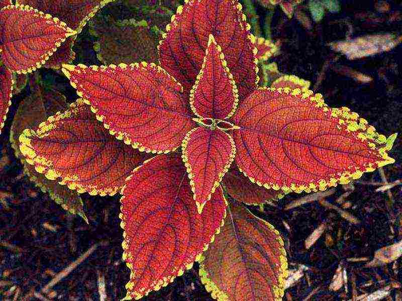 coleus planting and care in the open field landscape design