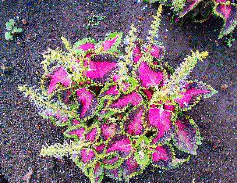 Coleus การปลูกและดูแลการออกแบบภูมิทัศน์ทุ่งโล่ง