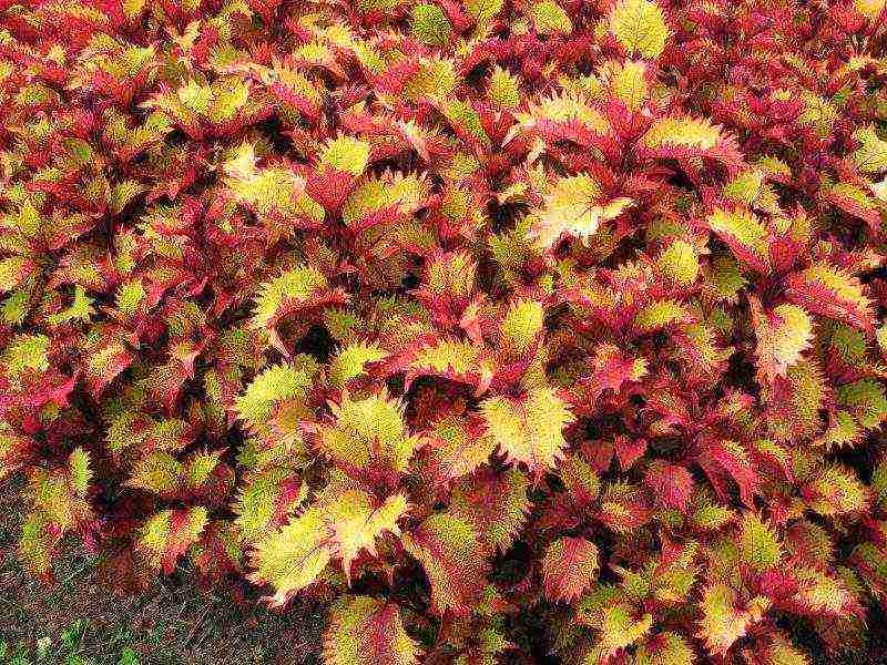 coleus planting and care in the open field landscape design