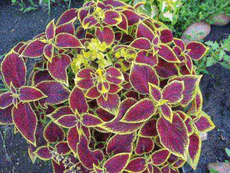 coleus การปลูกและดูแลการออกแบบภูมิทัศน์ในทุ่งโล่ง