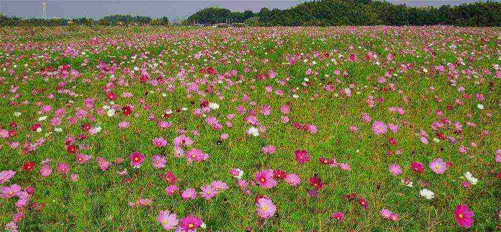 kosmeya sweet chocolate planting and care in the open field