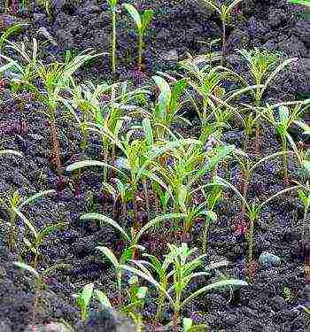 kosmeya sweet chocolate planting and care in the open field