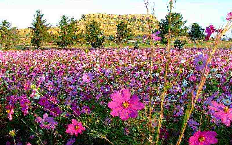 kosmeya sweet chocolate planting and care in the open field