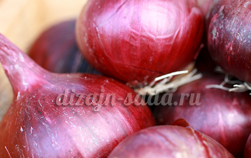 red onion best varieties