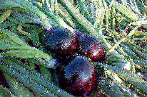 red onion best varieties