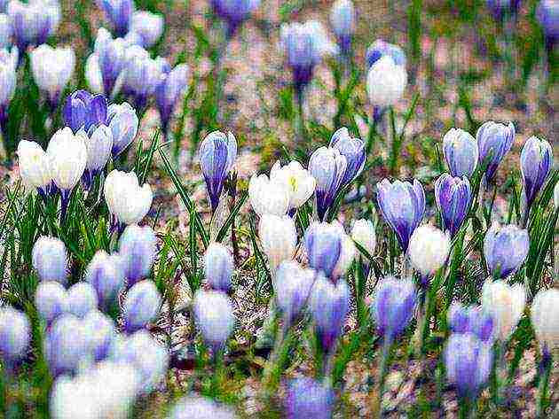 crocuses planting and care in the open field in the Urals