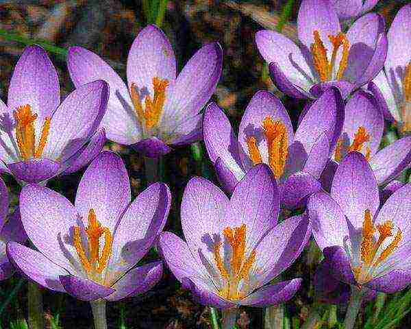 crocuses planting and care in the open field in the Urals