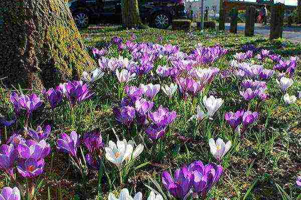 crocuses planting and care in the open field in the Urals