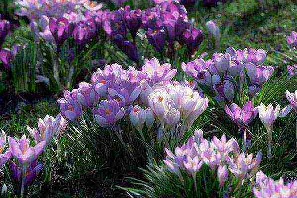 crocuses planting and care in the open field in the Urals