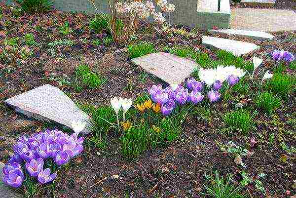 crocuses planting and care in the open field in the Urals