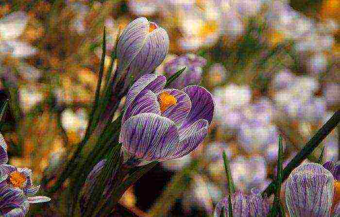 crocuses planting and care in the open field in the Urals