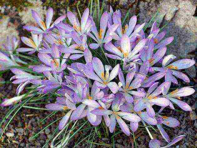 crocuses planting and care in the open field in the Urals