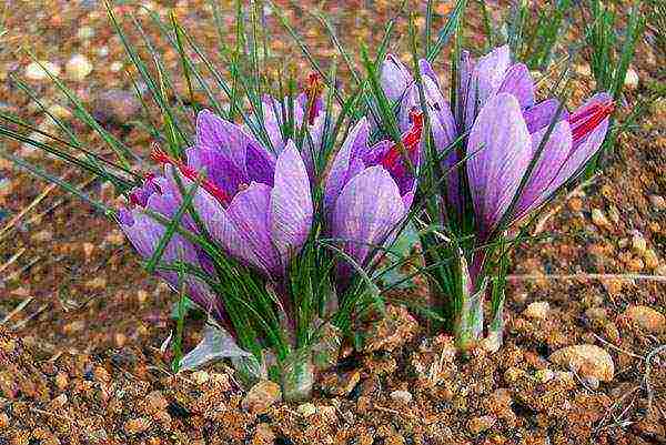 crocuses planting and care in the open field in the Urals