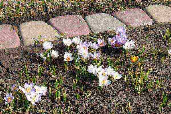 crocuses planting and care in the open field in the Urals