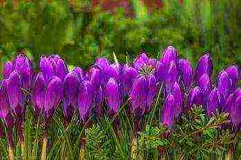 crocuses planting and care in the open field in the Urals