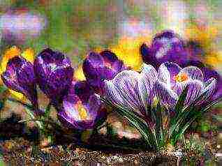 crocuses planting and care in the open field in the Urals