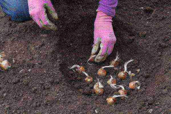 crocuses planting and care in the open field in the Urals