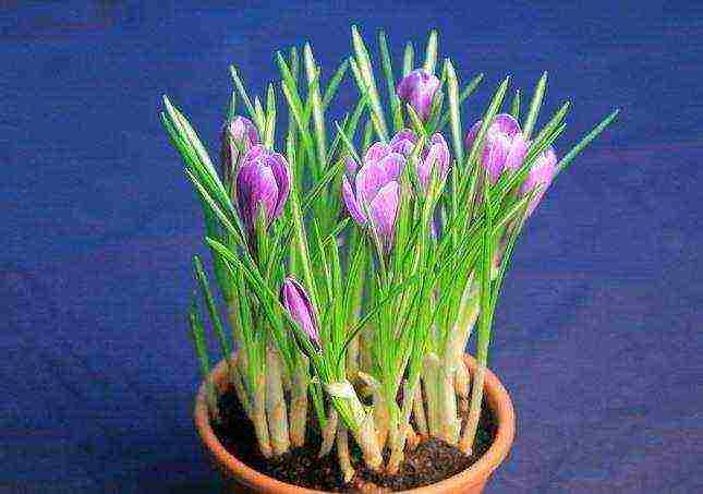 crocuses planting and care in the open field in the Urals