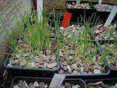 crocuses planting and care in the open field in the Urals