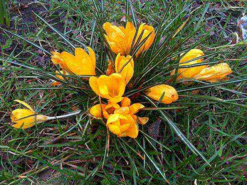 crocuses planting and care in the open field in the Urals