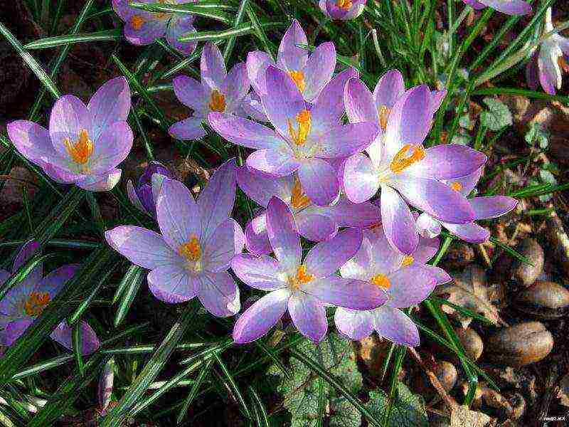 crocuses planting and care in the open field in the Urals