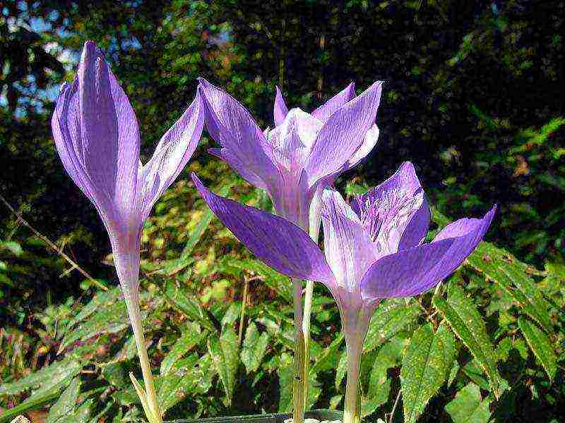 crocuses planting and care in the open field in the Urals