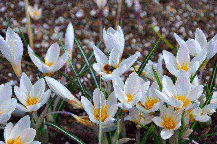 crocuses planting and care in the open field in the Urals