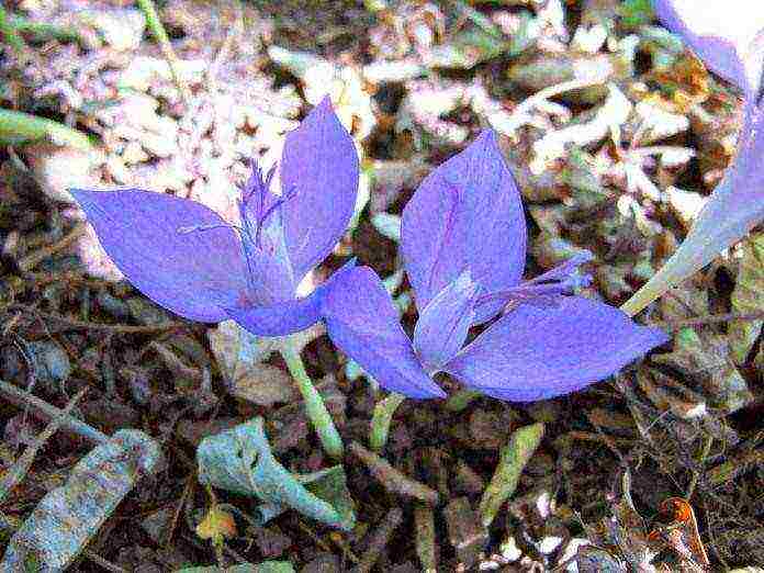 crocuses planting and care in the open field in siberia