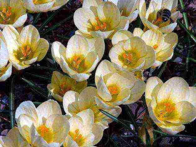 crocuses planting and care in the open field in siberia