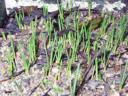 crocuses planting and care in the open field in siberia