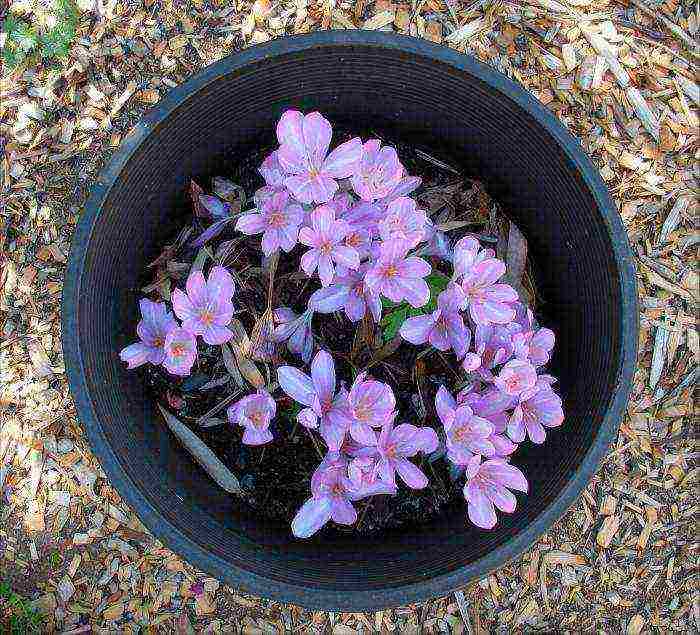 crocuses planting and care in the open field in siberia