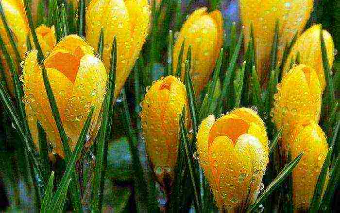 crocuses planting and care in the open field in siberia