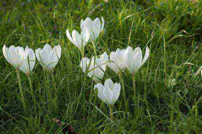 crocus pagtatanim at pag-aalaga sa bukas na bukid sa siberia